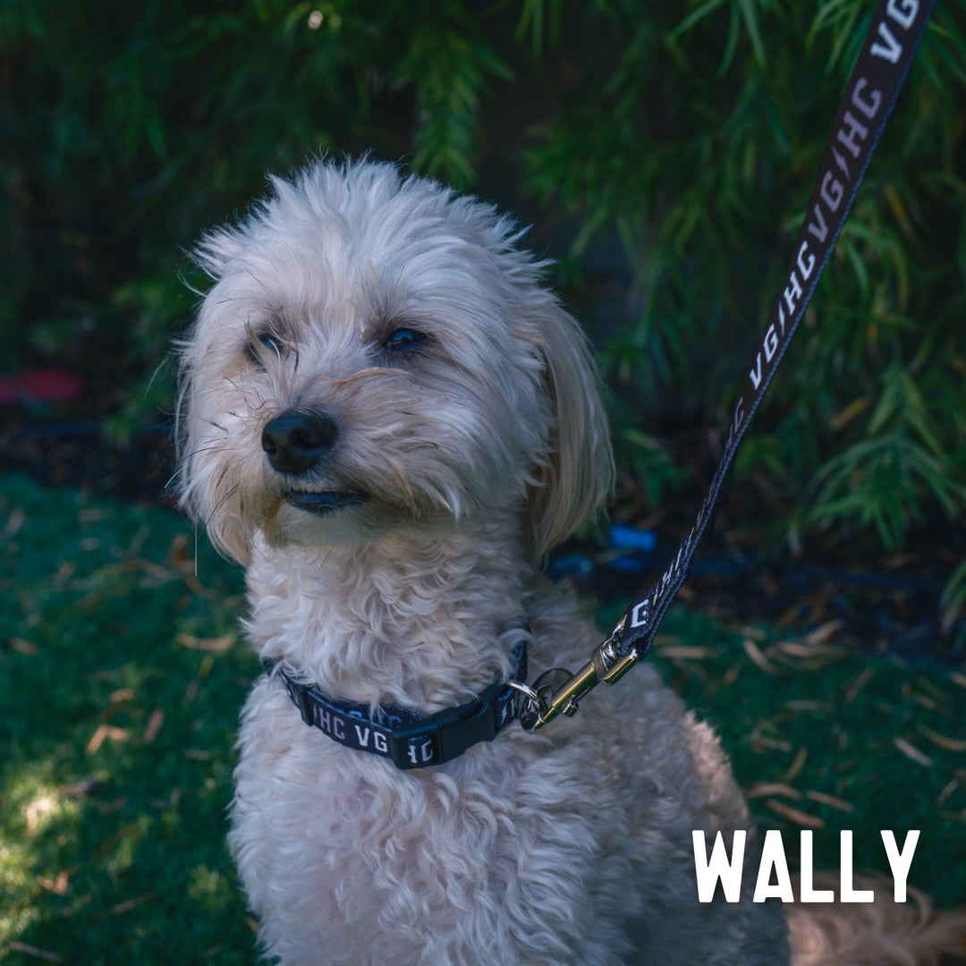 Hockey Bolt Club Pet Collar - - Accessories - Violent Gentlemen Hockey Lifestyle | Built by Fans for Fans | Perfect Gift for hockey fan or hockey players that live in the hockey culture