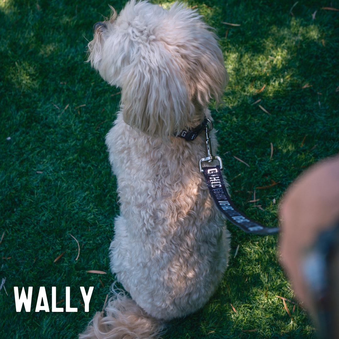 Hockey Bolt Club Pet Collar - - Accessories - Violent Gentlemen Hockey Lifestyle | Built by Fans for Fans | Perfect Gift for hockey fan or hockey players that live in the hockey culture