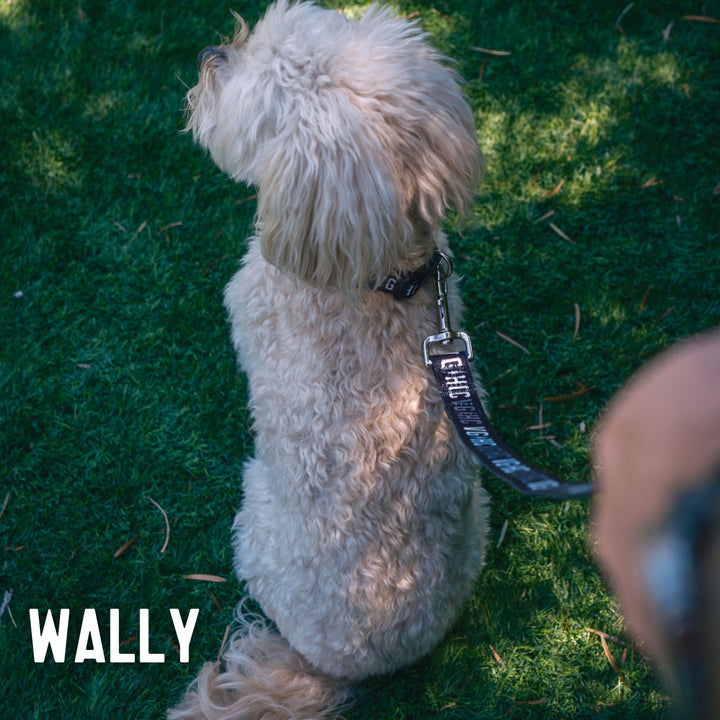 Hockey Bolt Club Pet Collar - - Accessories - Violent Gentlemen Hockey Lifestyle | Built by Fans for Fans | Perfect Gift for hockey fan or hockey players that live in the hockey culture