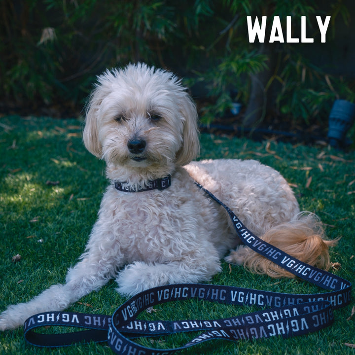 Hockey Bolt Club Pet Collar - - Accessories - Violent Gentlemen Hockey Lifestyle | Built by Fans for Fans | Perfect Gift for hockey fan or hockey players that live in the hockey culture