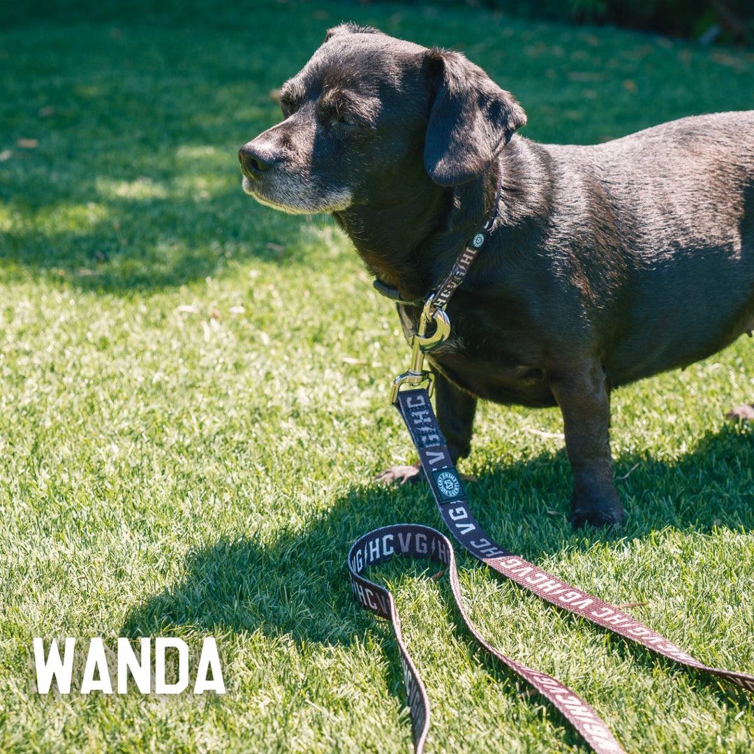 Hockey Bolt Club Pet Collar - - Accessories - Violent Gentlemen Hockey Lifestyle | Built by Fans for Fans | Perfect Gift for hockey fan or hockey players that live in the hockey culture