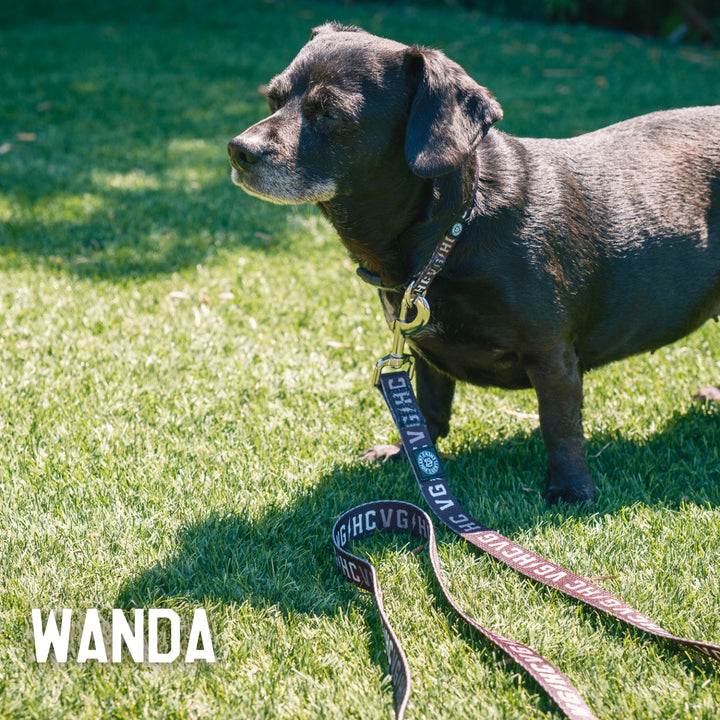 Hockey Bolt Club Pet Collar - - Accessories - Violent Gentlemen Hockey Lifestyle | Built by Fans for Fans | Perfect Gift for hockey fan or hockey players that live in the hockey culture