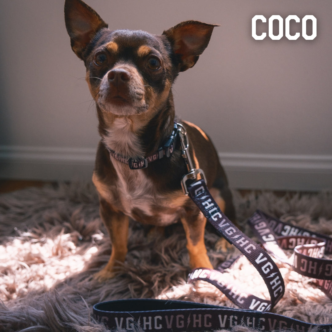 Hockey Bolt Club Pet Collar - - Accessories - Violent Gentlemen Hockey Lifestyle | Built by Fans for Fans | Perfect Gift for hockey fan or hockey players that live in the hockey culture