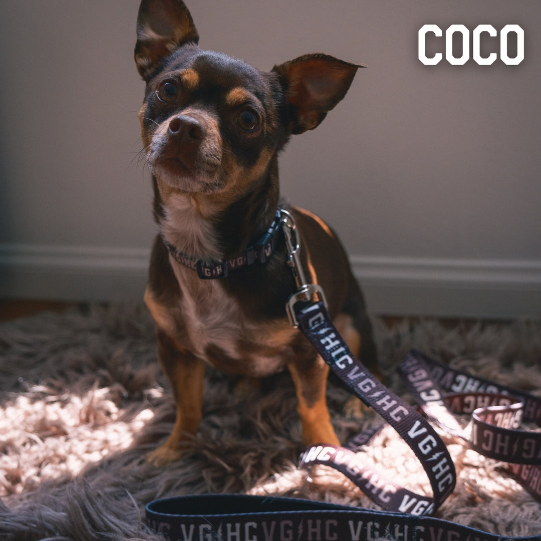 Hockey Bolt Club Pet Collar - - Accessories - Violent Gentlemen Hockey Lifestyle | Built by Fans for Fans | Perfect Gift for hockey fan or hockey players that live in the hockey culture