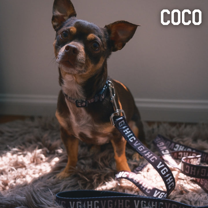 Hockey Bolt Club Pet Collar - - Accessories - Violent Gentlemen Hockey Lifestyle | Built by Fans for Fans | Perfect Gift for hockey fan or hockey players that live in the hockey culture